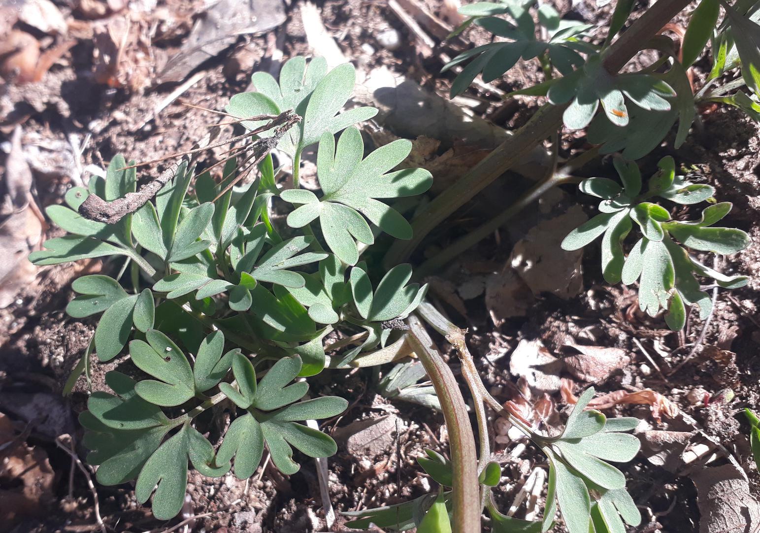 Annexe 20200405_220507-ConvertImage-ConvertImage.jpg