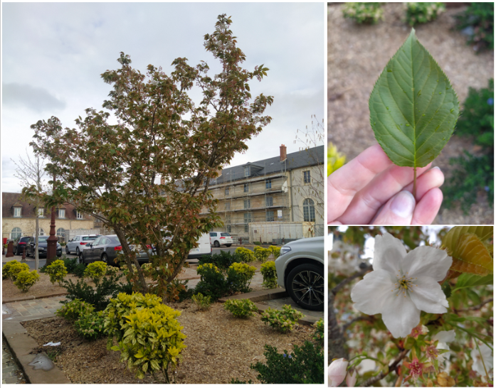 Annexe Capture d’écran 2020-04-06 à 19.12.34.png