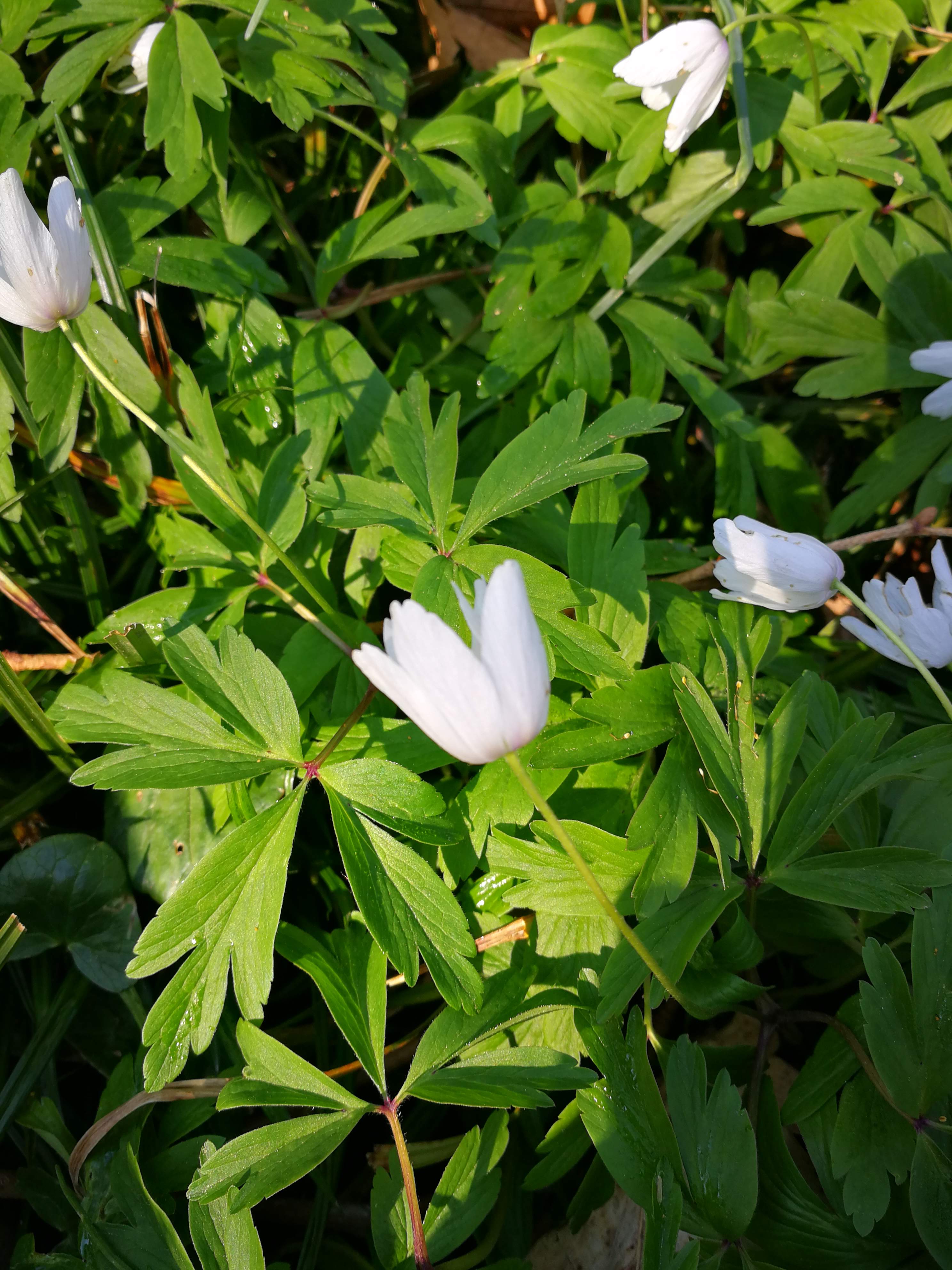 Annexe IMG_20200401_105847.jpg