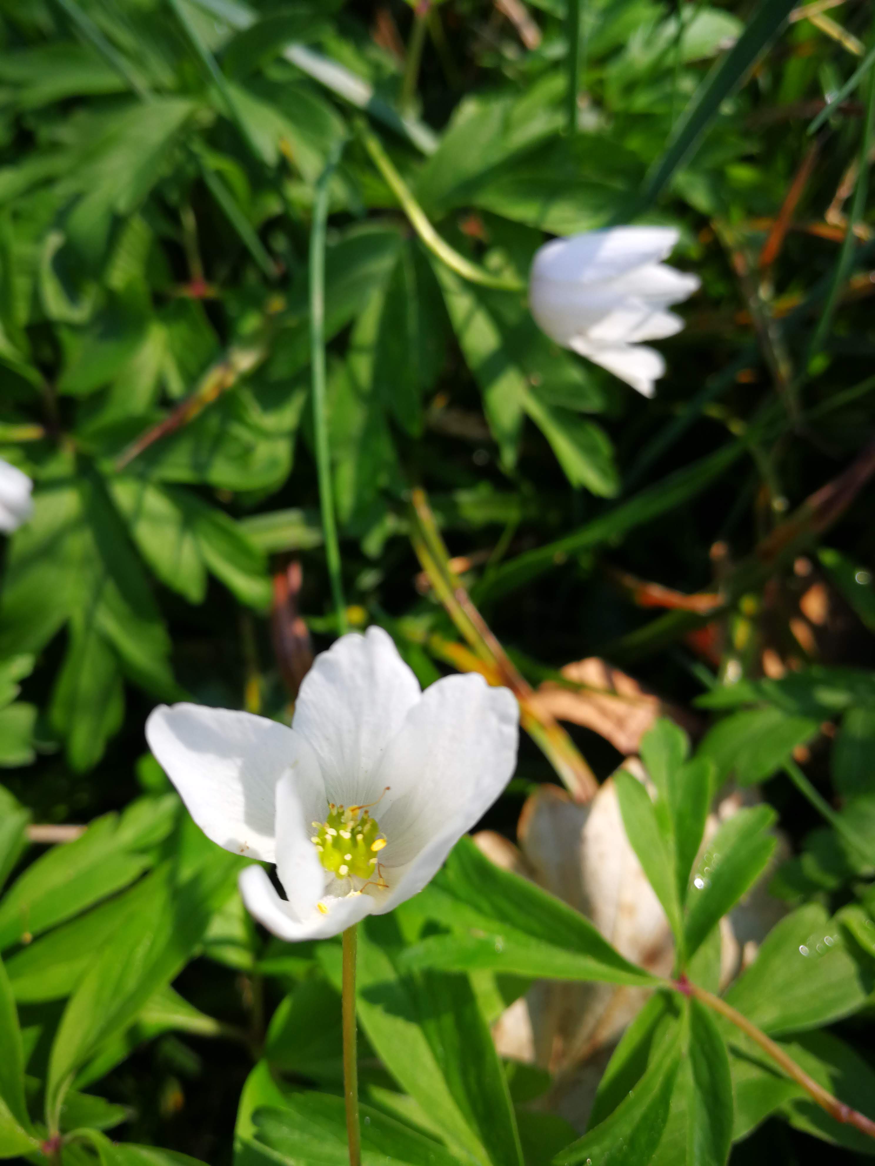 Annexe IMG_20200401_105926.jpg