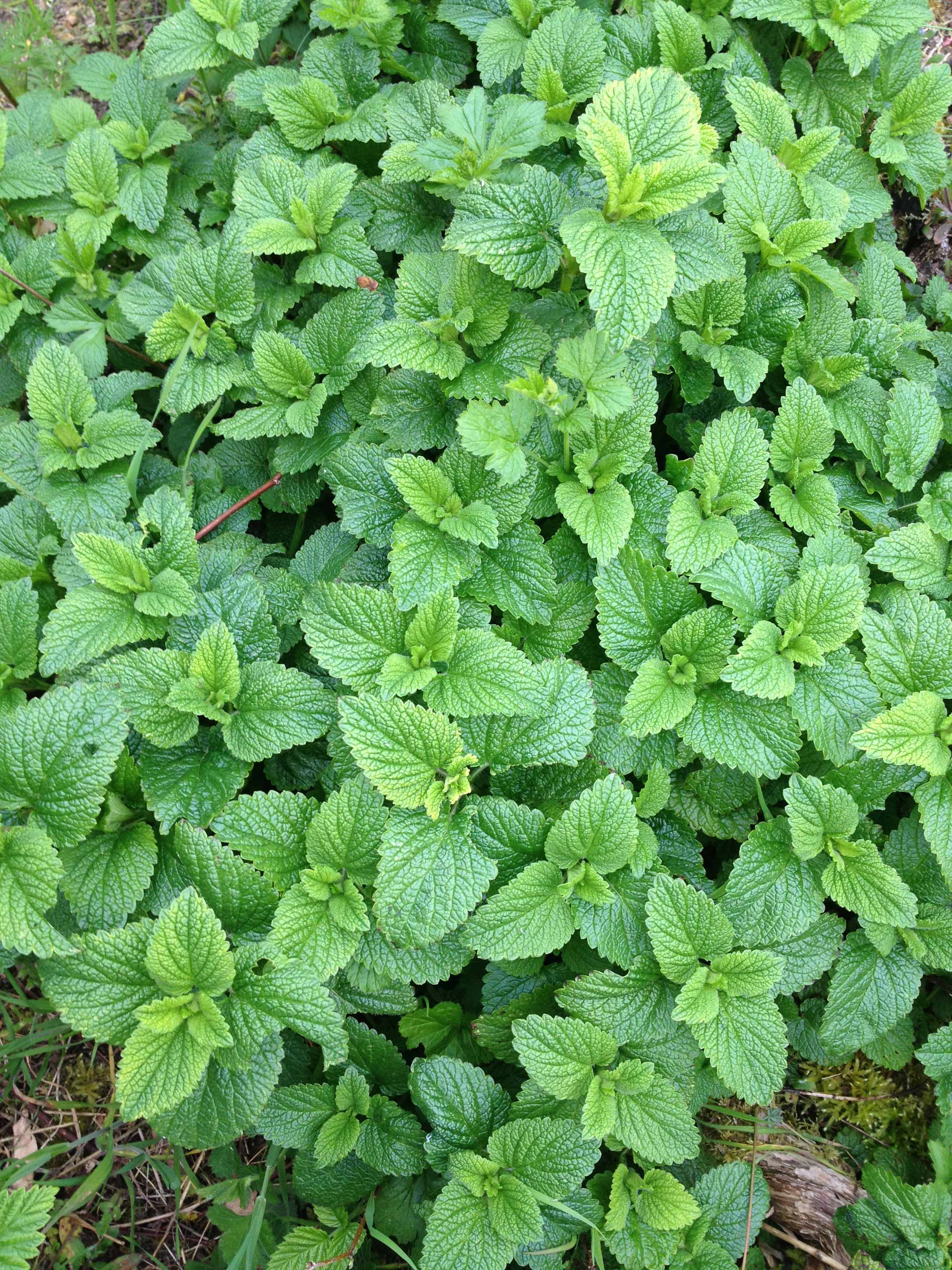 Annexe IMG_2311 copie.jpg