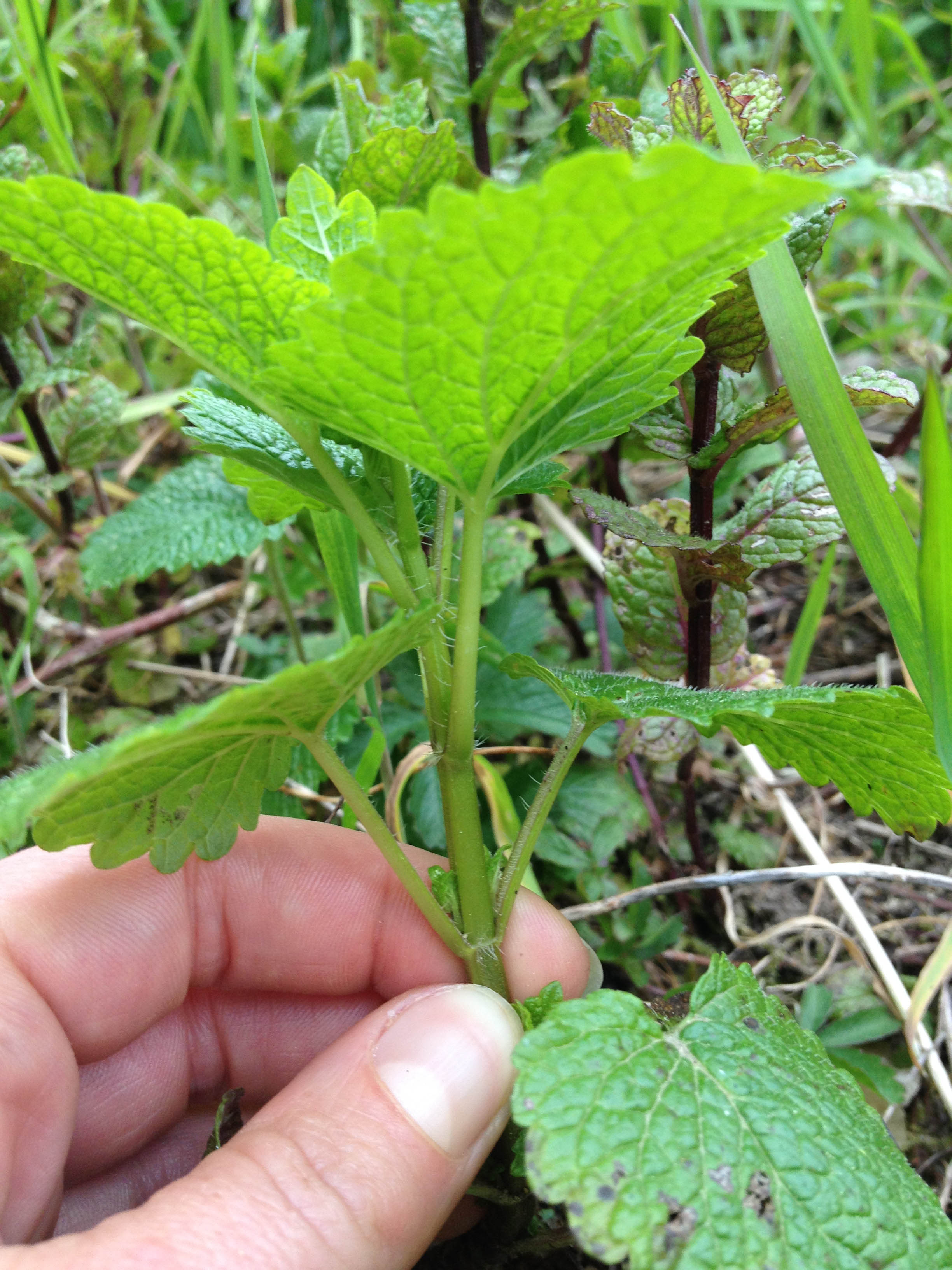 Annexe IMG_2314 copie.jpg