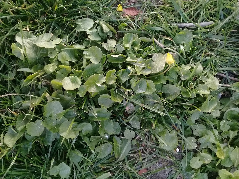 Annexe Ficaria verna - Fig buttercup petite 1.jpg