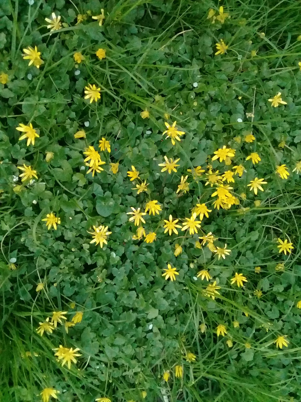 Annexe Ficaria verna - Fig buttercup petite 2.jpg