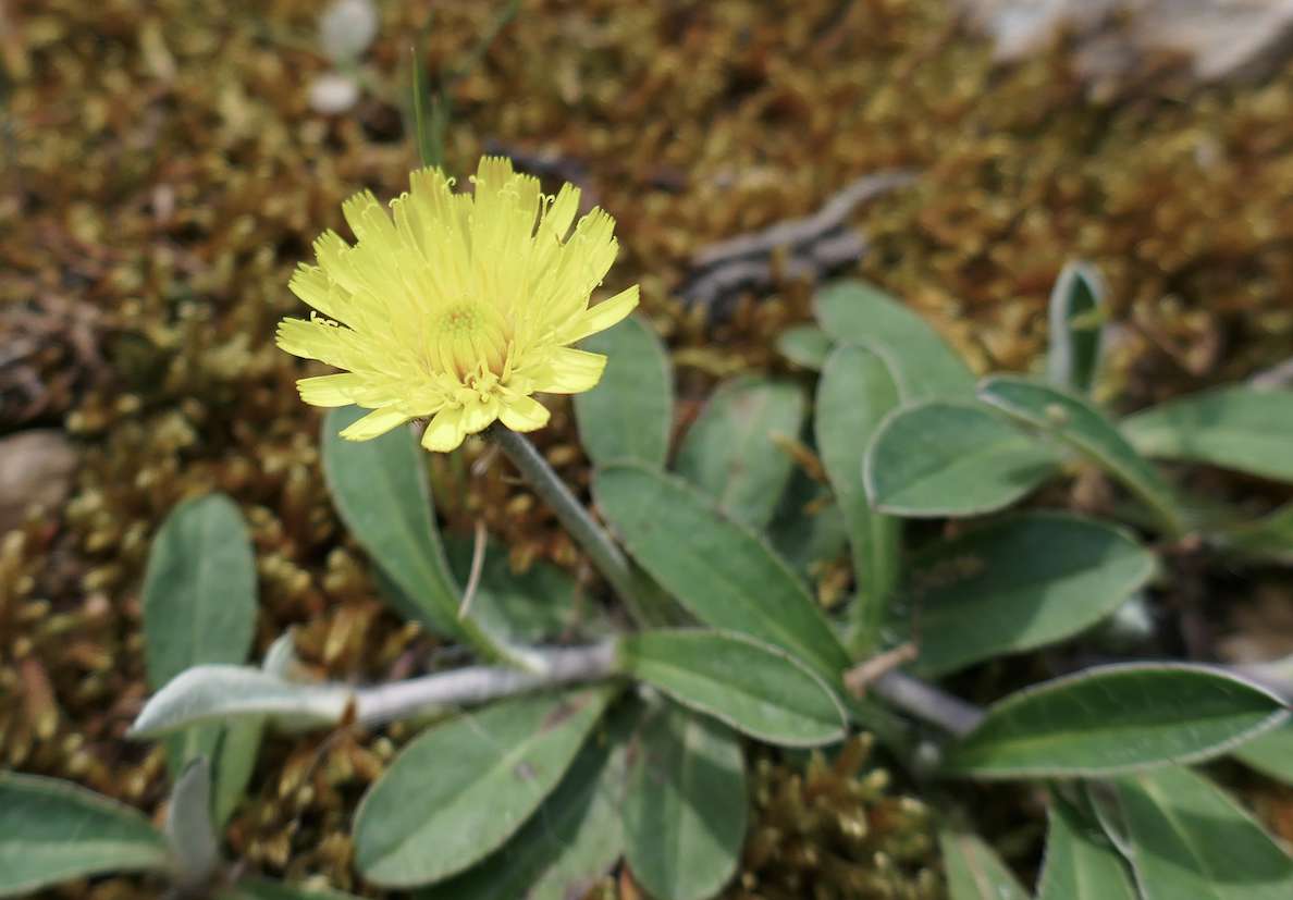 Annexe la-fleur-ConvertImage.jpg