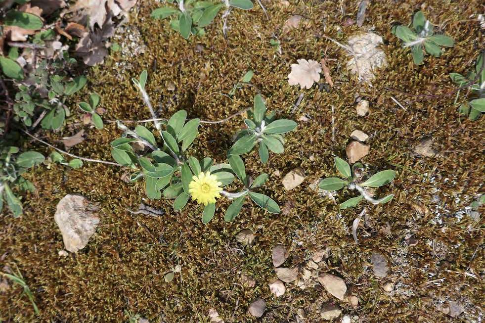 Annexe son-milieu-ConvertImage.jpg