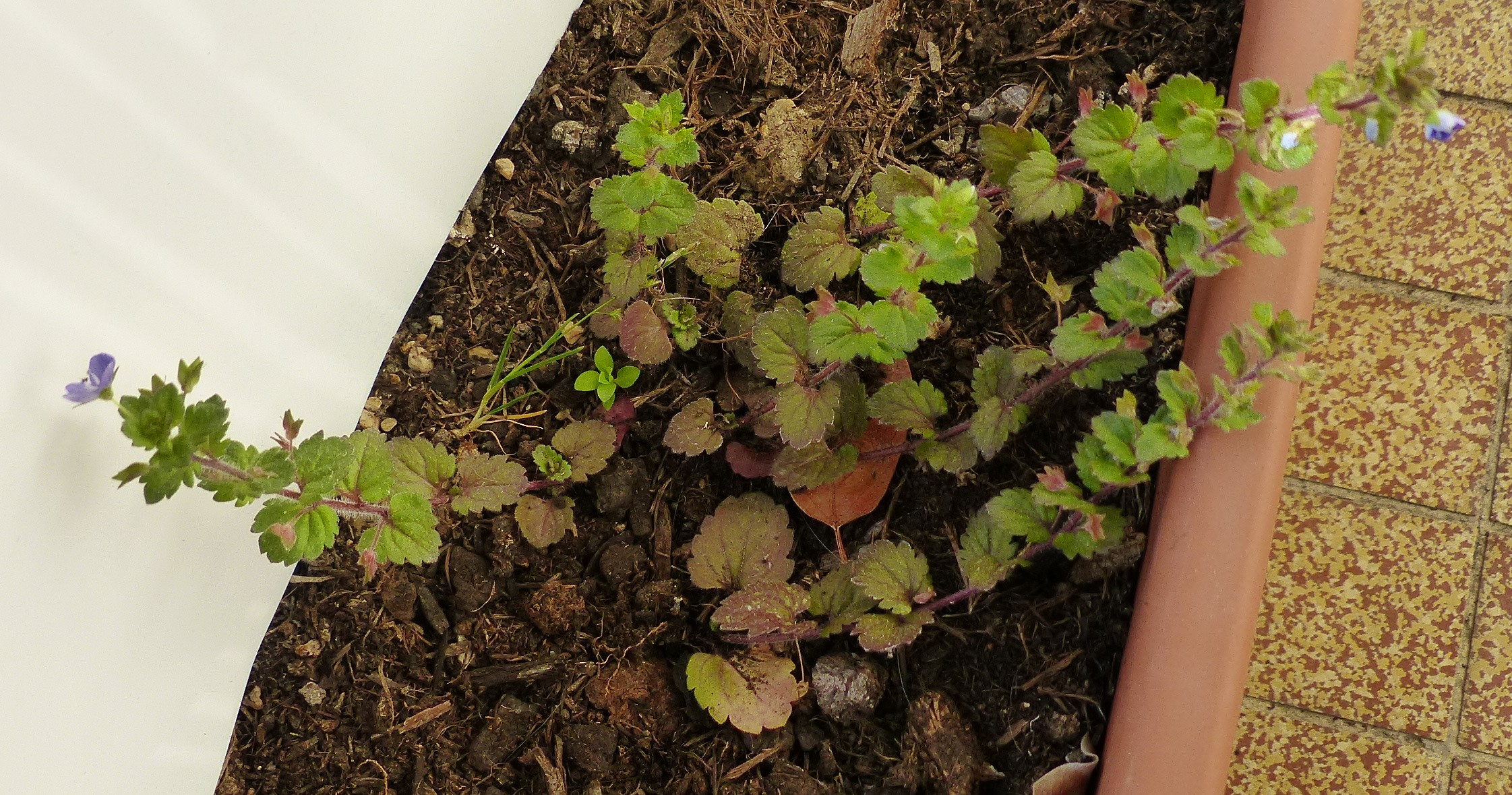 Annexe Veronica-Persica-Poir-Vue-Globale.JPG