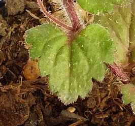 Annexe Veronica-Persica-Poir_Feuille.jpg