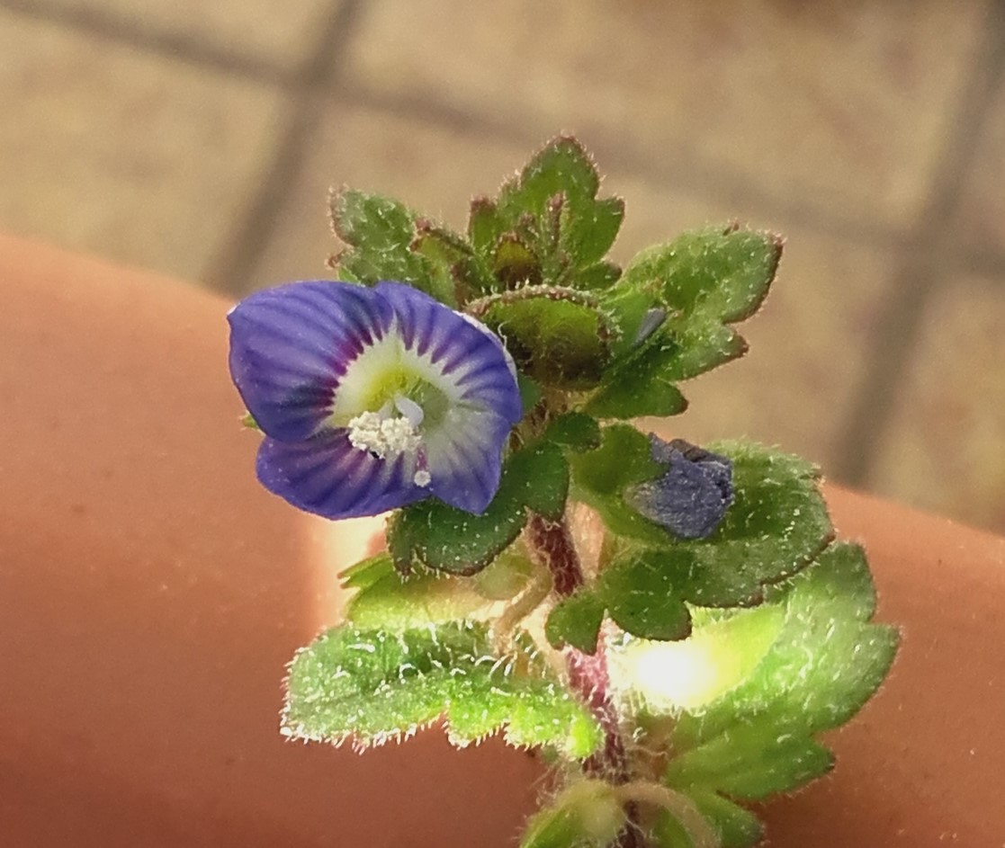 Annexe Veronica-Persica-Poir_Fleur.jpg