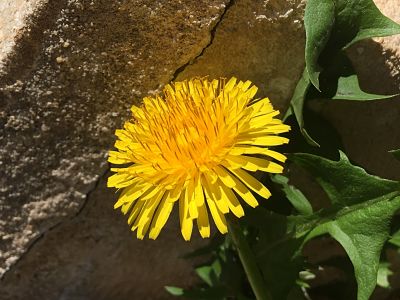 Annexe 2020-04-06 15_opt-2.jpg