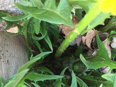 Annexe 2020-04-06 15_opt-3.jpg