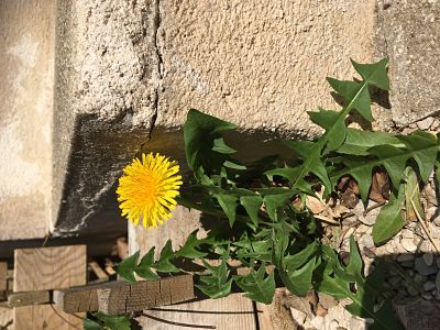 Annexe 2020-04-06 15_opt.jpg