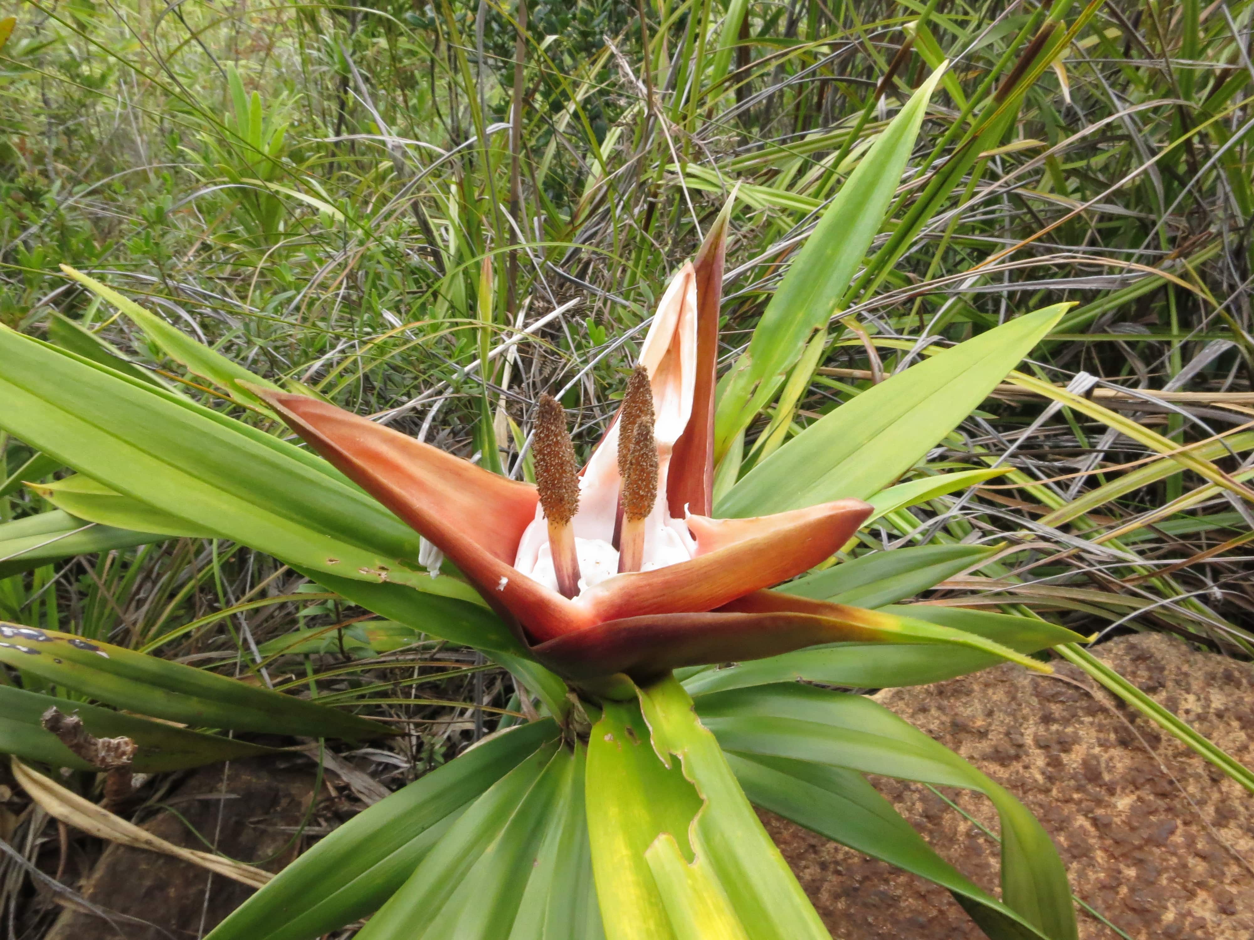Annexe Freycinetia 2 .JPG