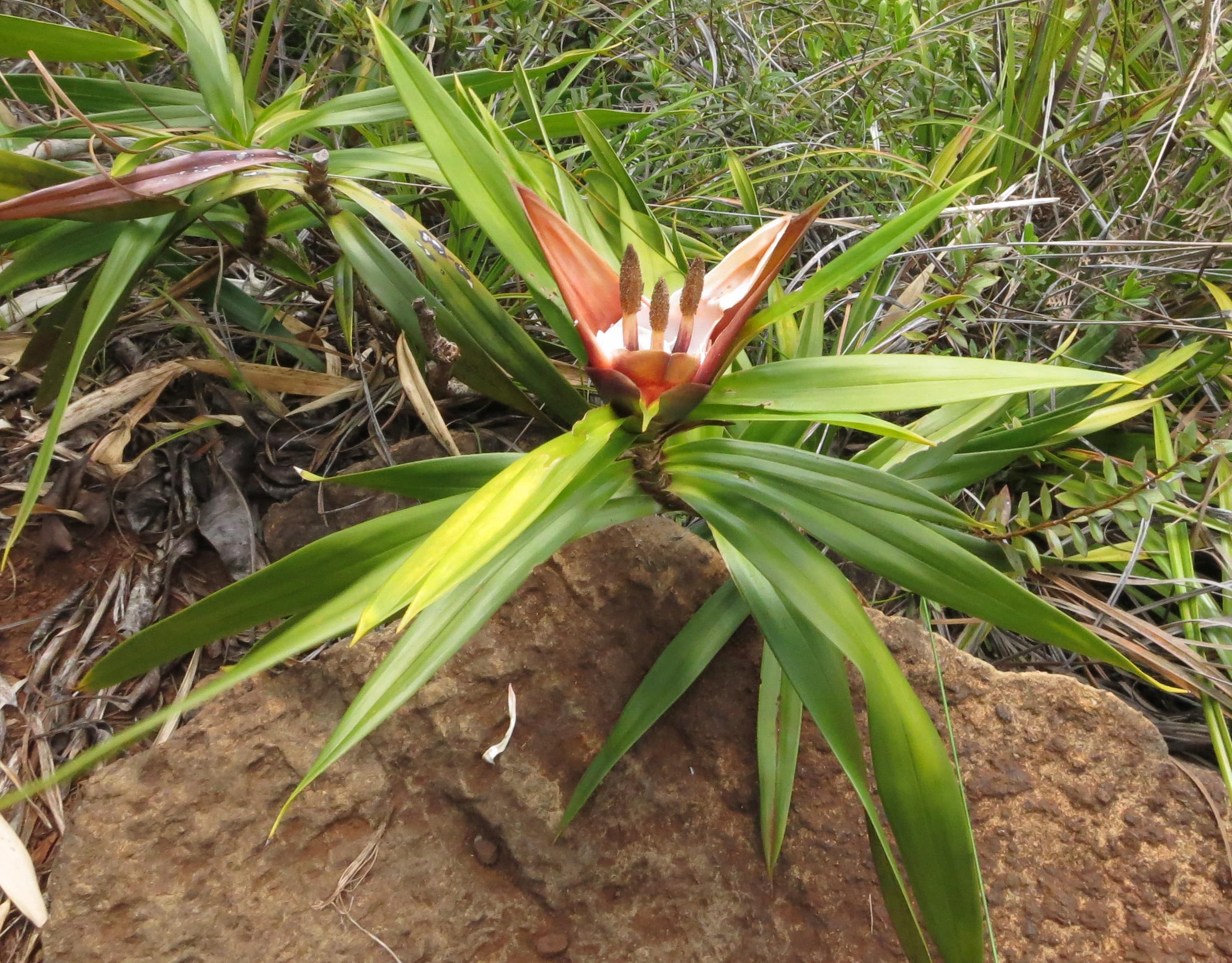 Annexe Freycinetia.jpg
