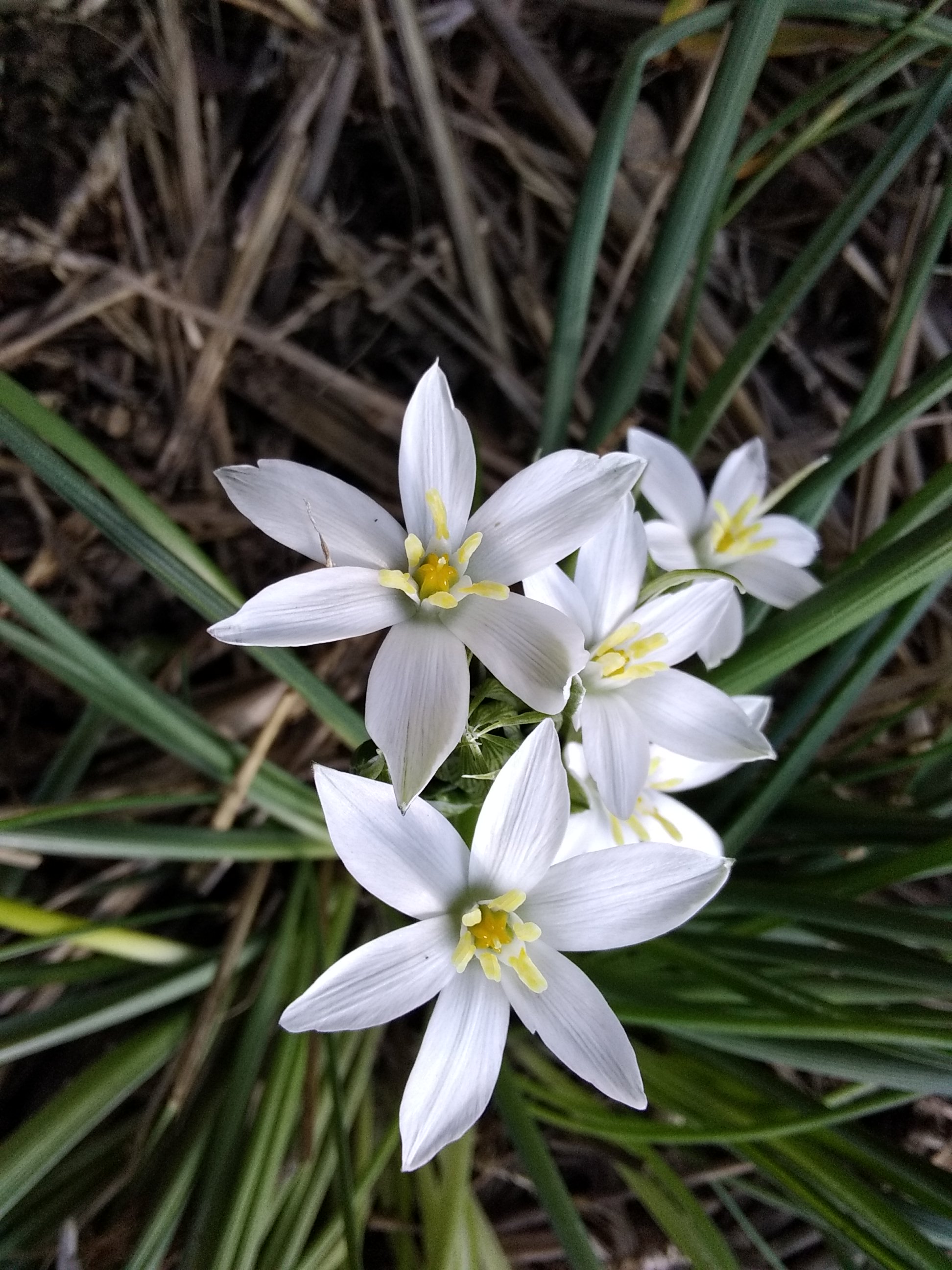 Annexe IMG_20200402_172154.jpg