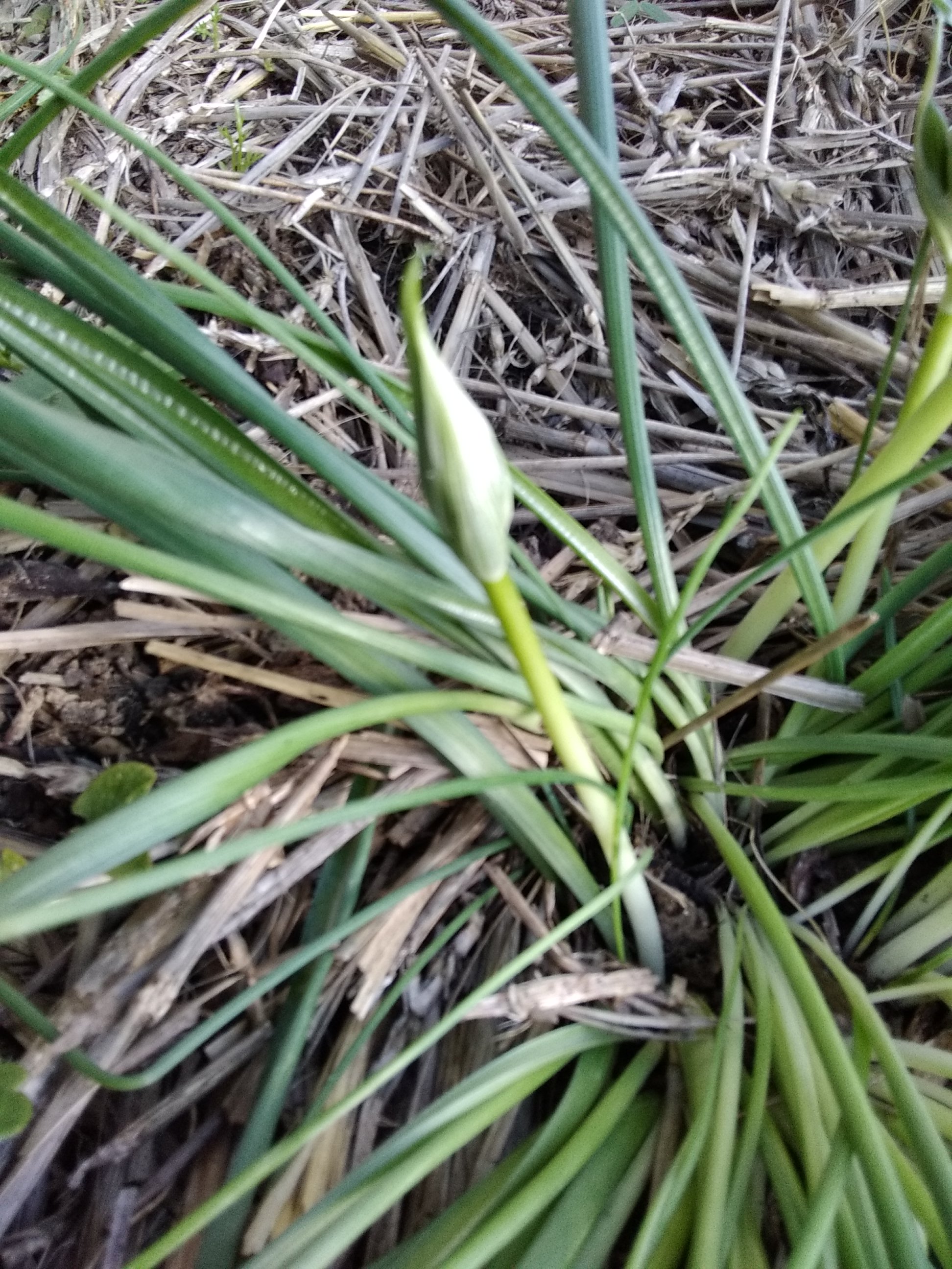 Annexe IMG_20200402_172239.jpg