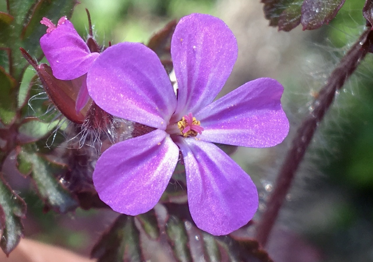 Annexe La Fleur.jpeg