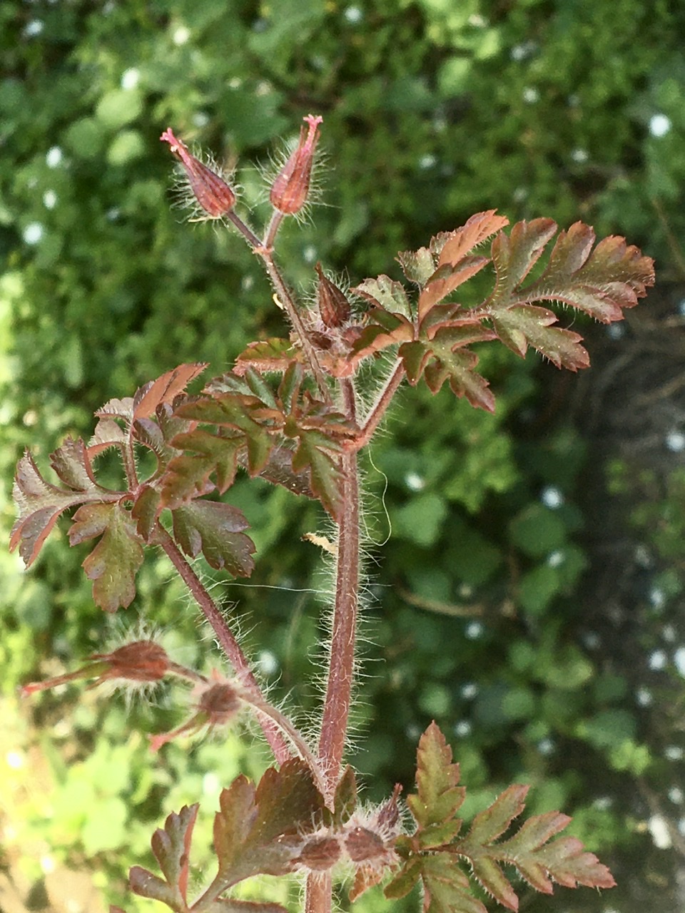 Annexe Les feuilles .jpeg