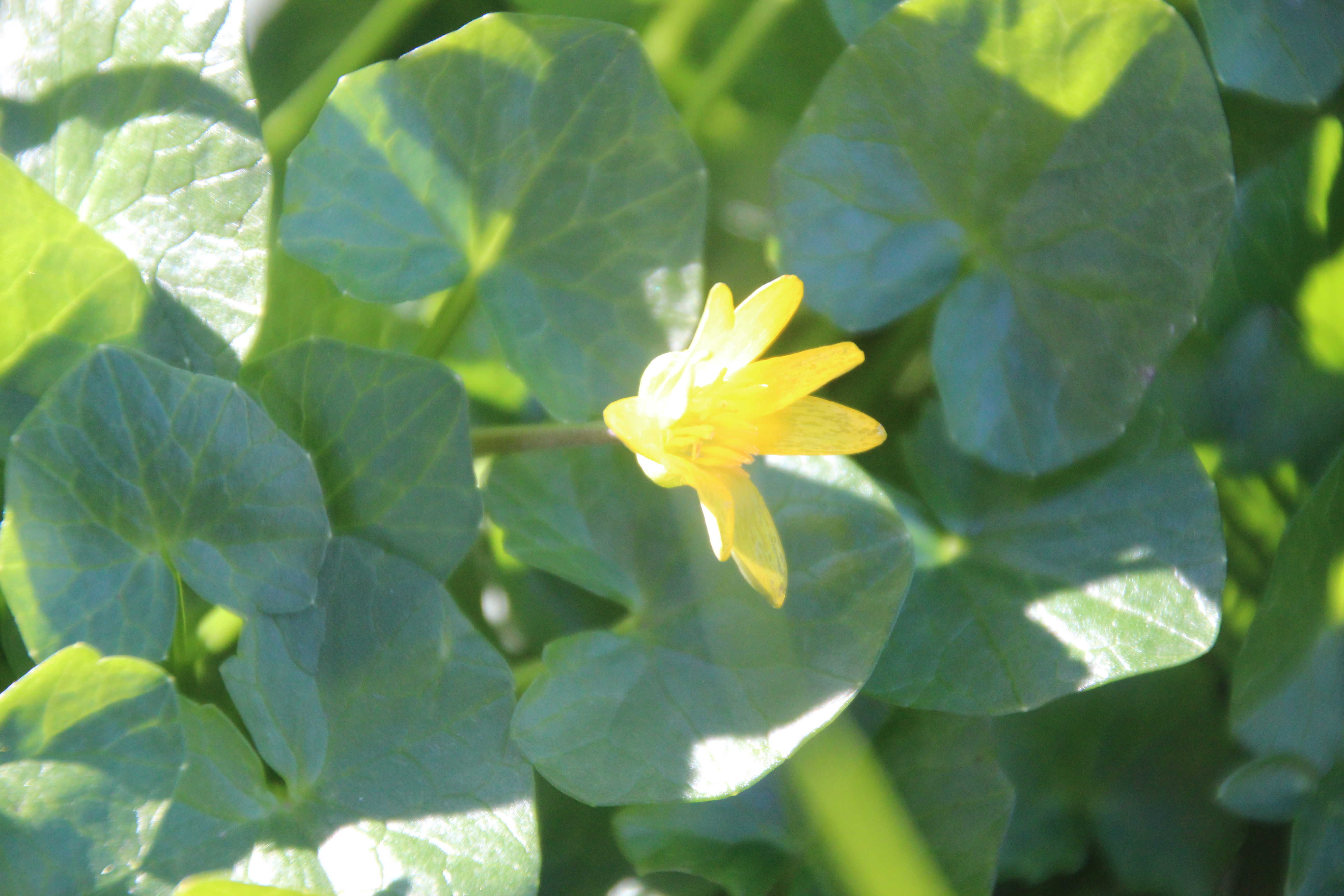 Annexe IMG_2281_comp50.JPG