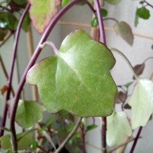 Annexe pictofloracymbalariamuralis4.jpg