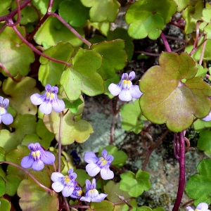 Annexe pictofloracymbalariamuralis5.jpg