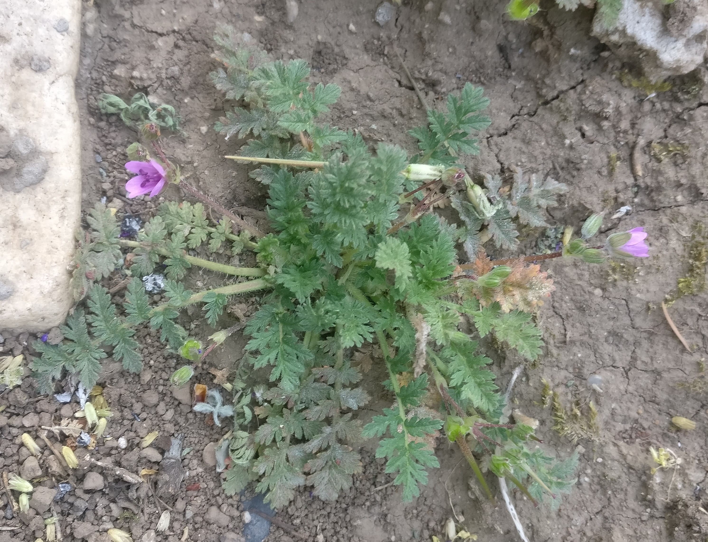 Annexe IMG_20200407_090431-min.jpg