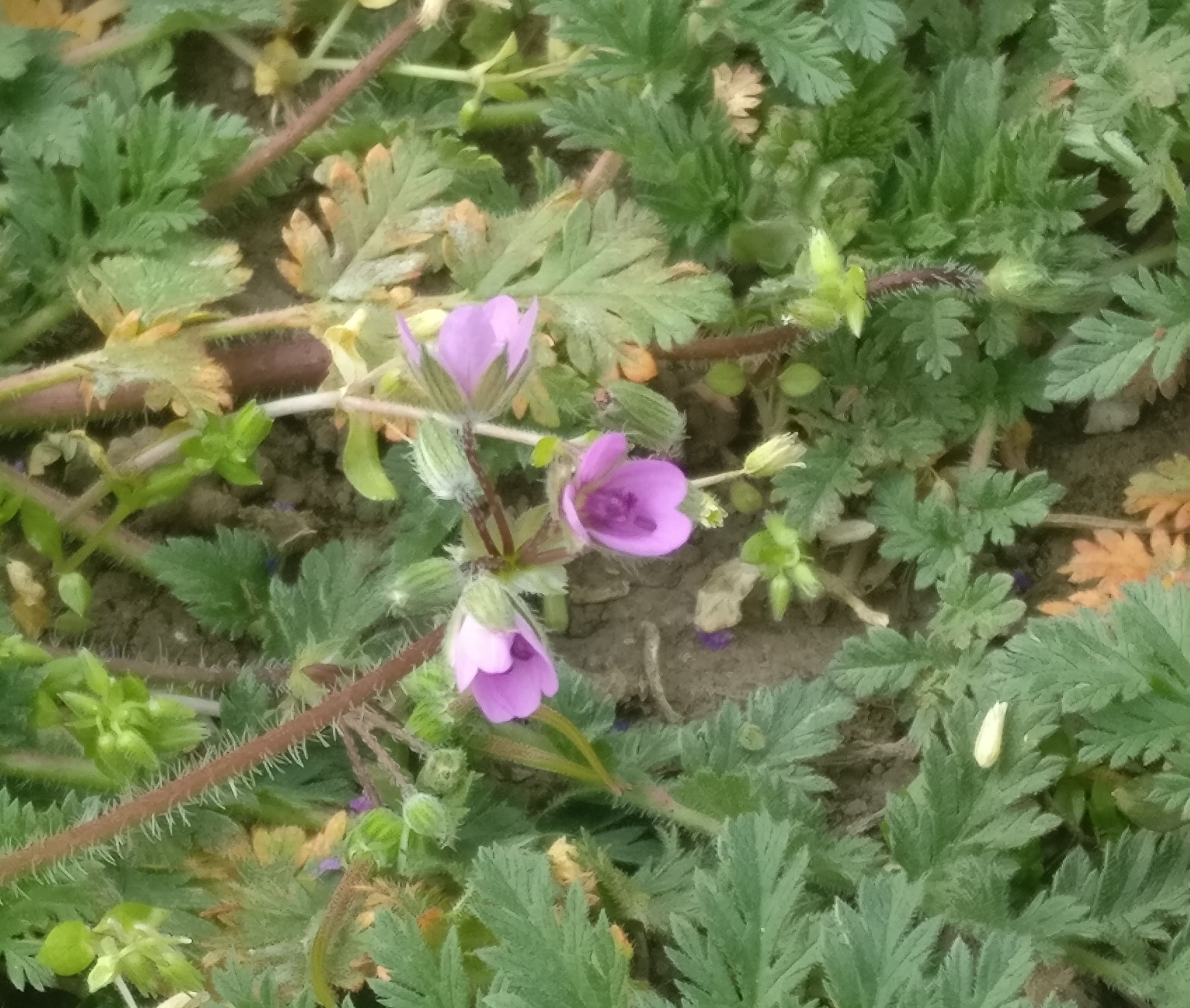 Annexe IMG_20200407_0910193-min.jpg