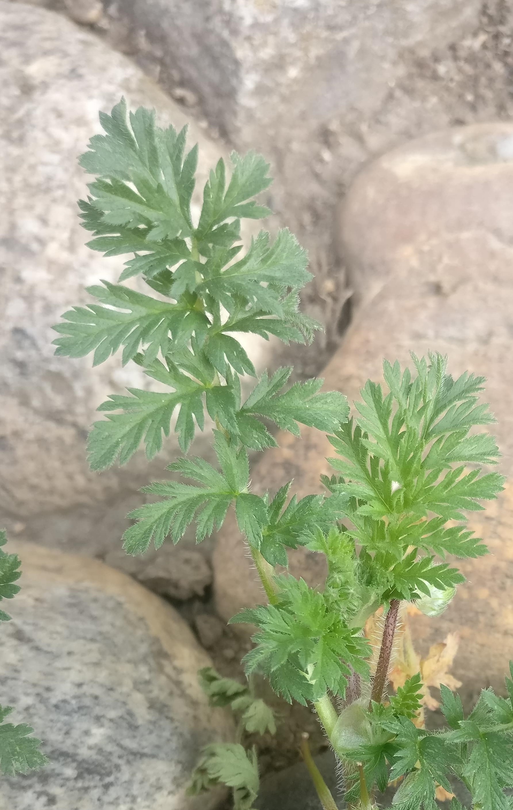 Annexe IMG_20200407_093215-min2.jpg