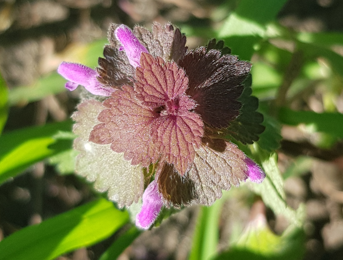 Annexe lamier_pourpre (1).PNG