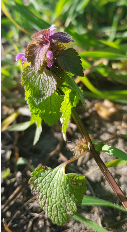 Annexe lamier_pourpre (2).PNG