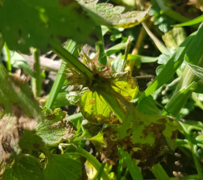 Annexe lamier_pourpre (3).PNG