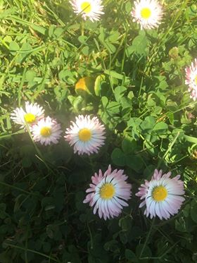 Annexe 92359474_239706687152032_8178511960954896384_n.jpg