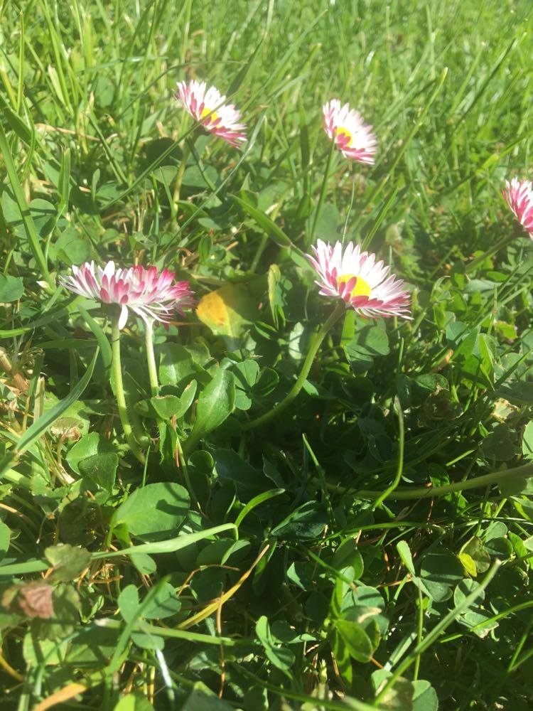 Annexe 92428492_519787211984362_6075768682334650368_n.jpg