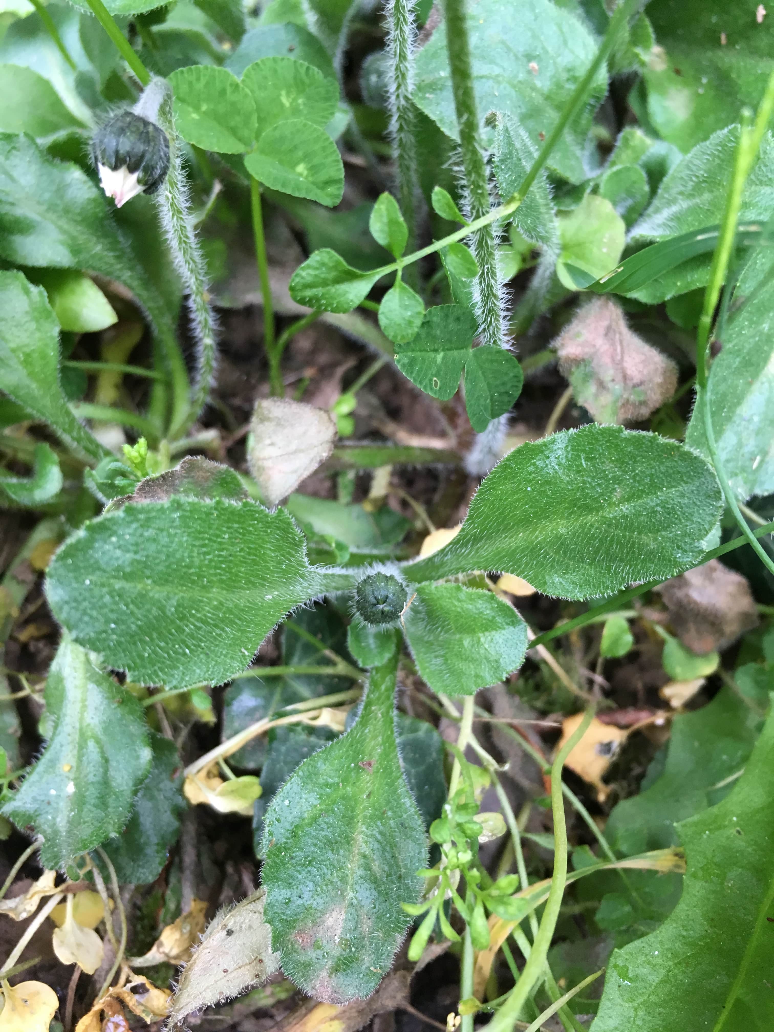 Annexe IMG_7090-min.JPG