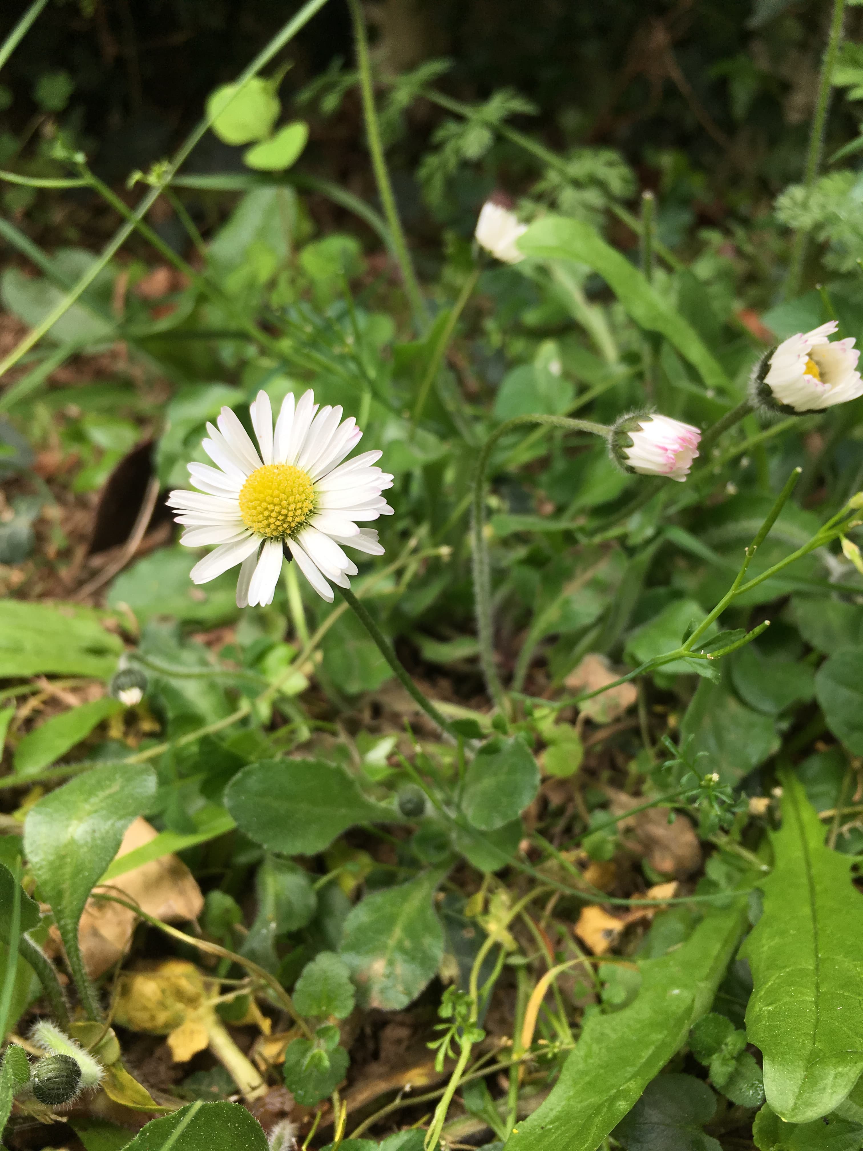 Annexe IMG_7098-min.JPG