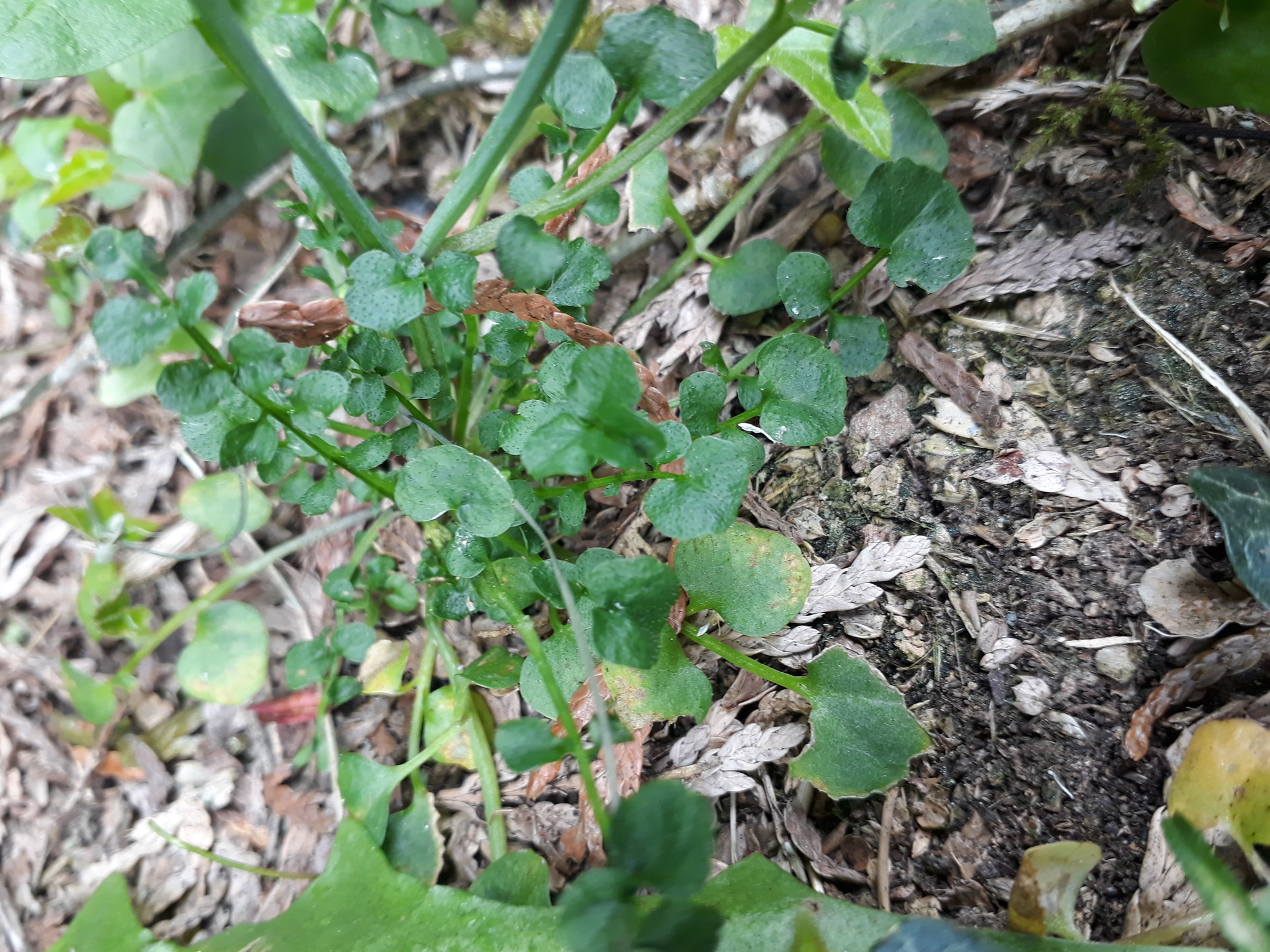 Annexe rsz_20200407_104753.jpg