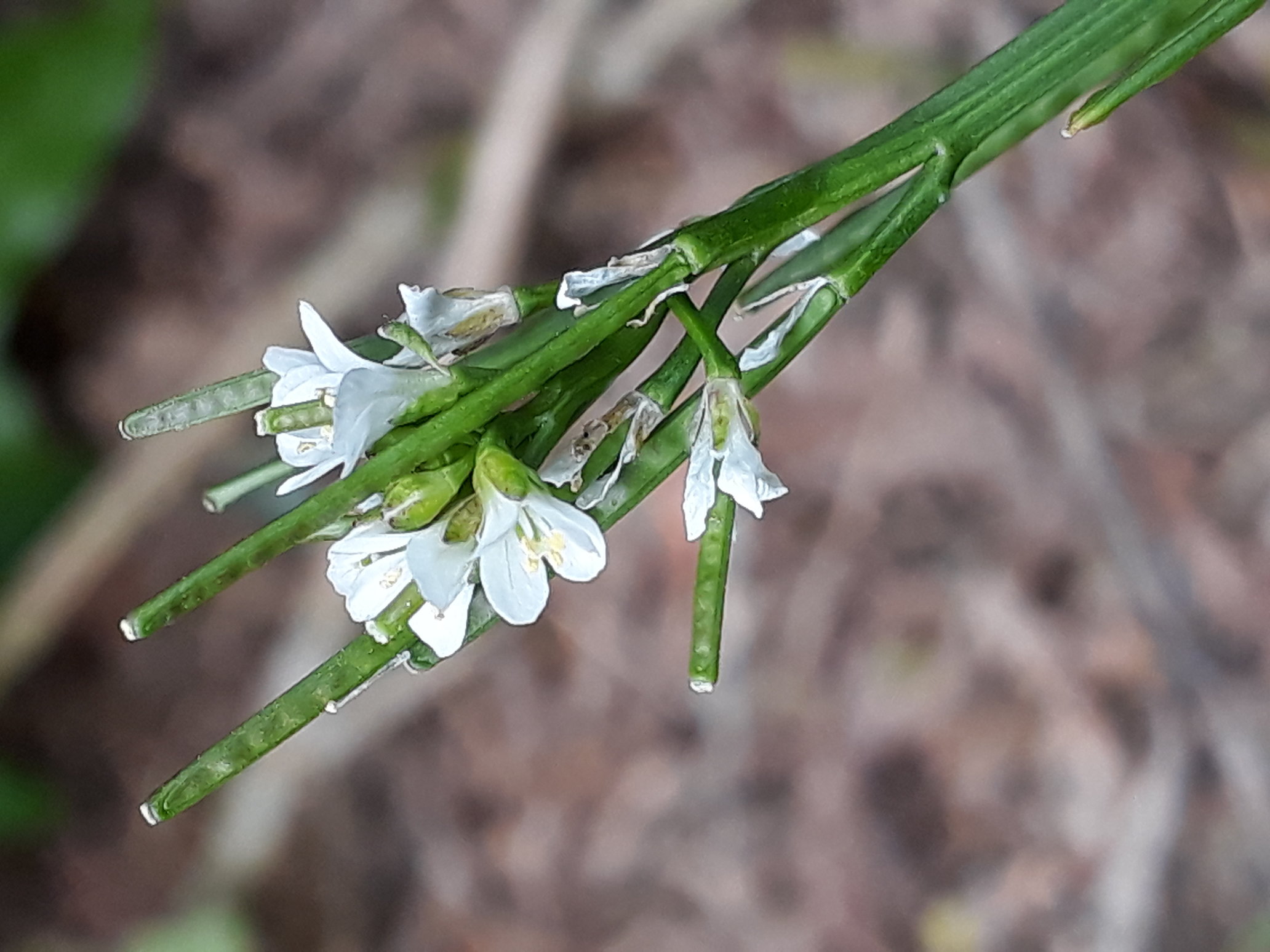 Annexe rsz_20200407_105036.jpg