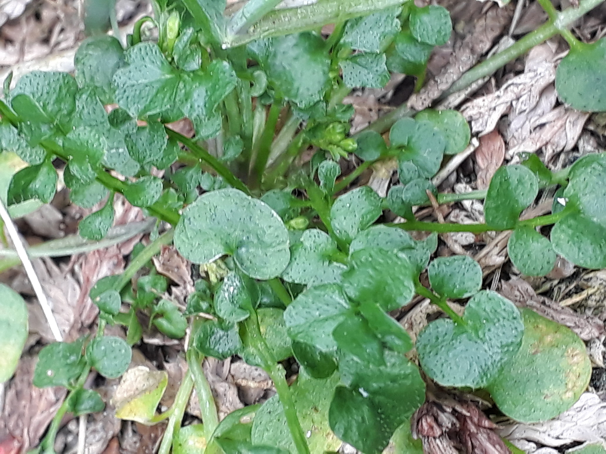 Annexe rsz_20200407_105105.jpg