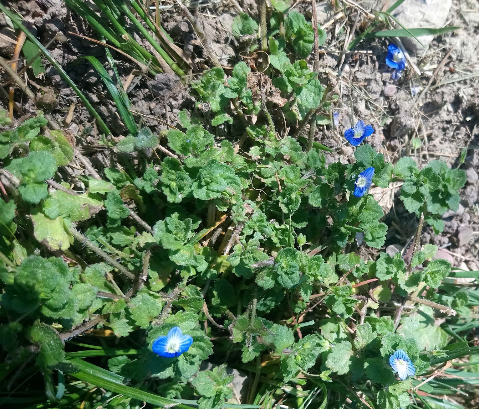 Annexe veronica persica 3 bis.jpg