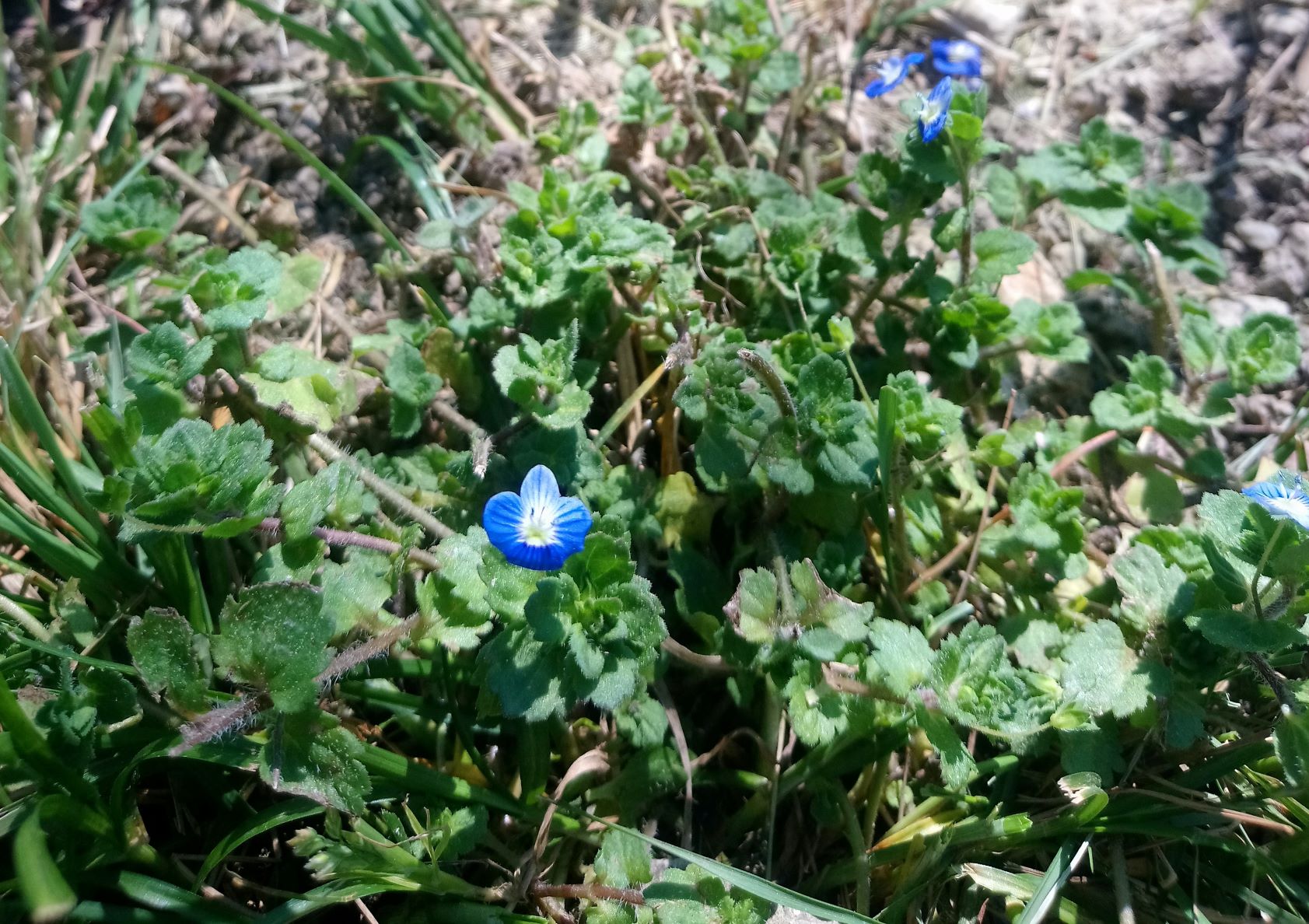 Annexe veronica persica bis.jpg