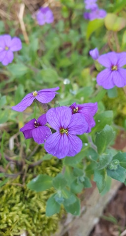 Annexe 92496570_1101186666905517_2894369849364971520_n.jpg