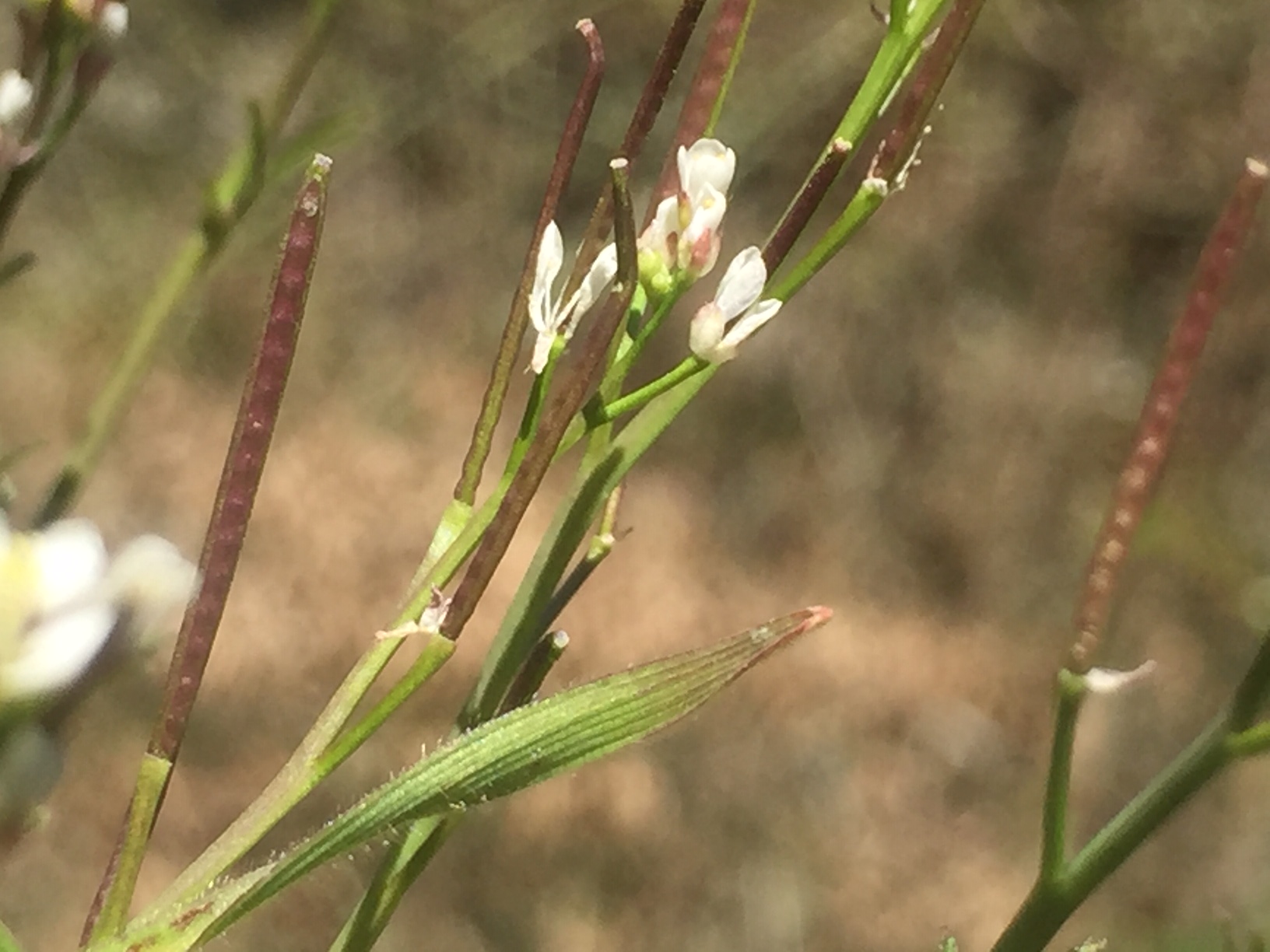 Annexe 2Photos 07042020.jpeg