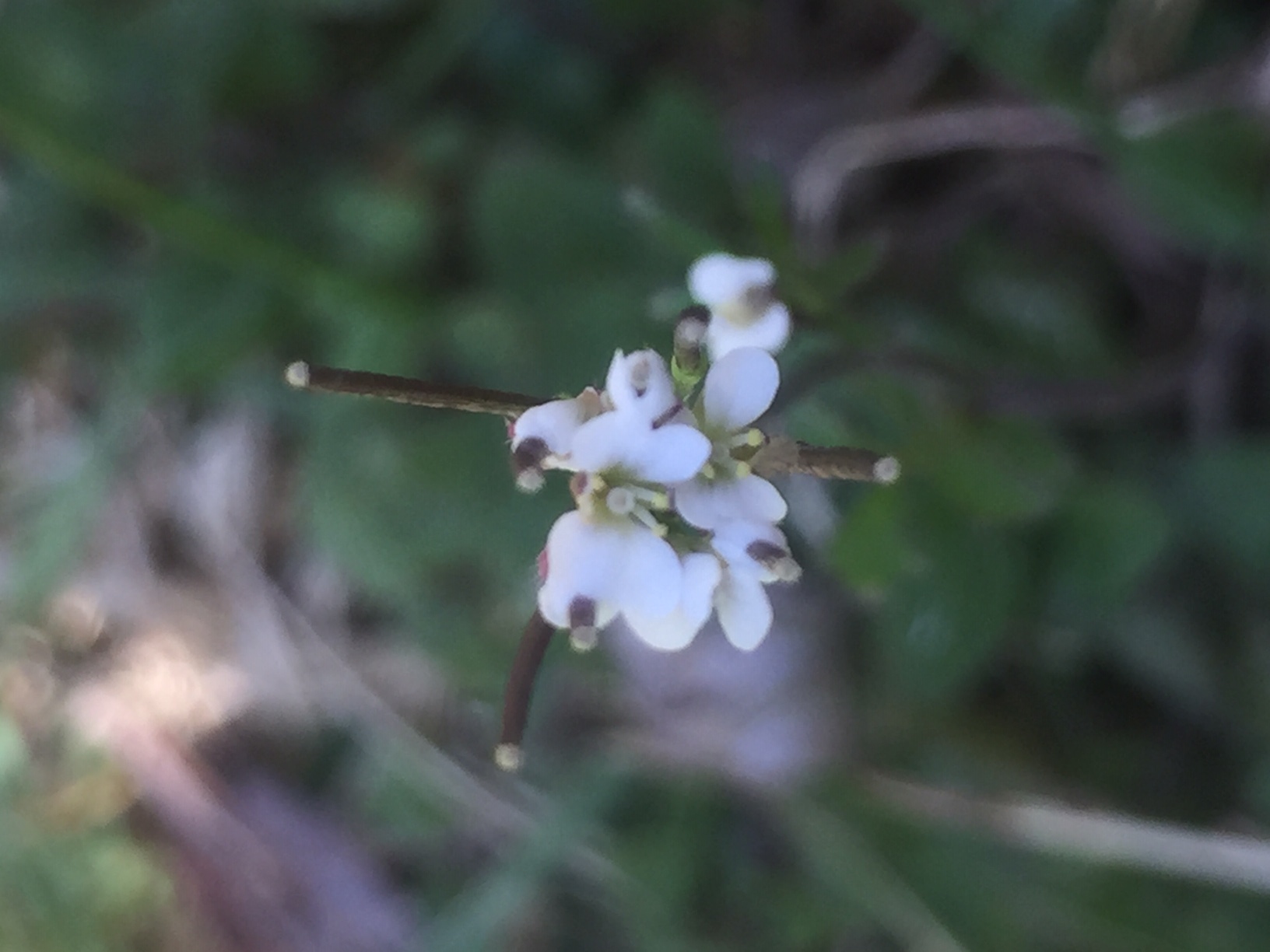 Annexe 3Photos 07042020.jpeg