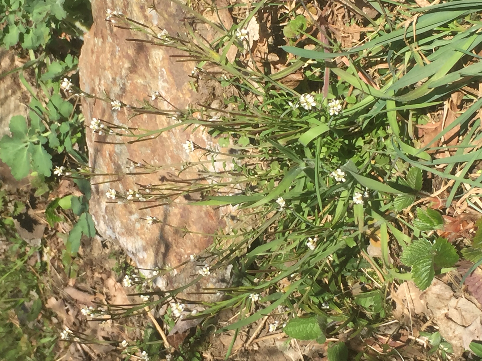 Annexe Fleurs 07042020.jpeg