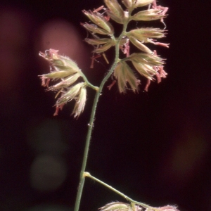 Annexe fleur dactylis glomerata_Liliane Roubaudi.jpg