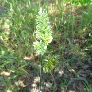 Annexe inflorescence dactylis glomerata_Marion Théry.jpg