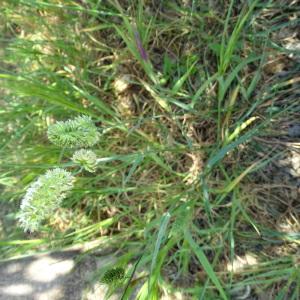 Annexe vue générale dactylis glomerata_Marion Théry.jpg