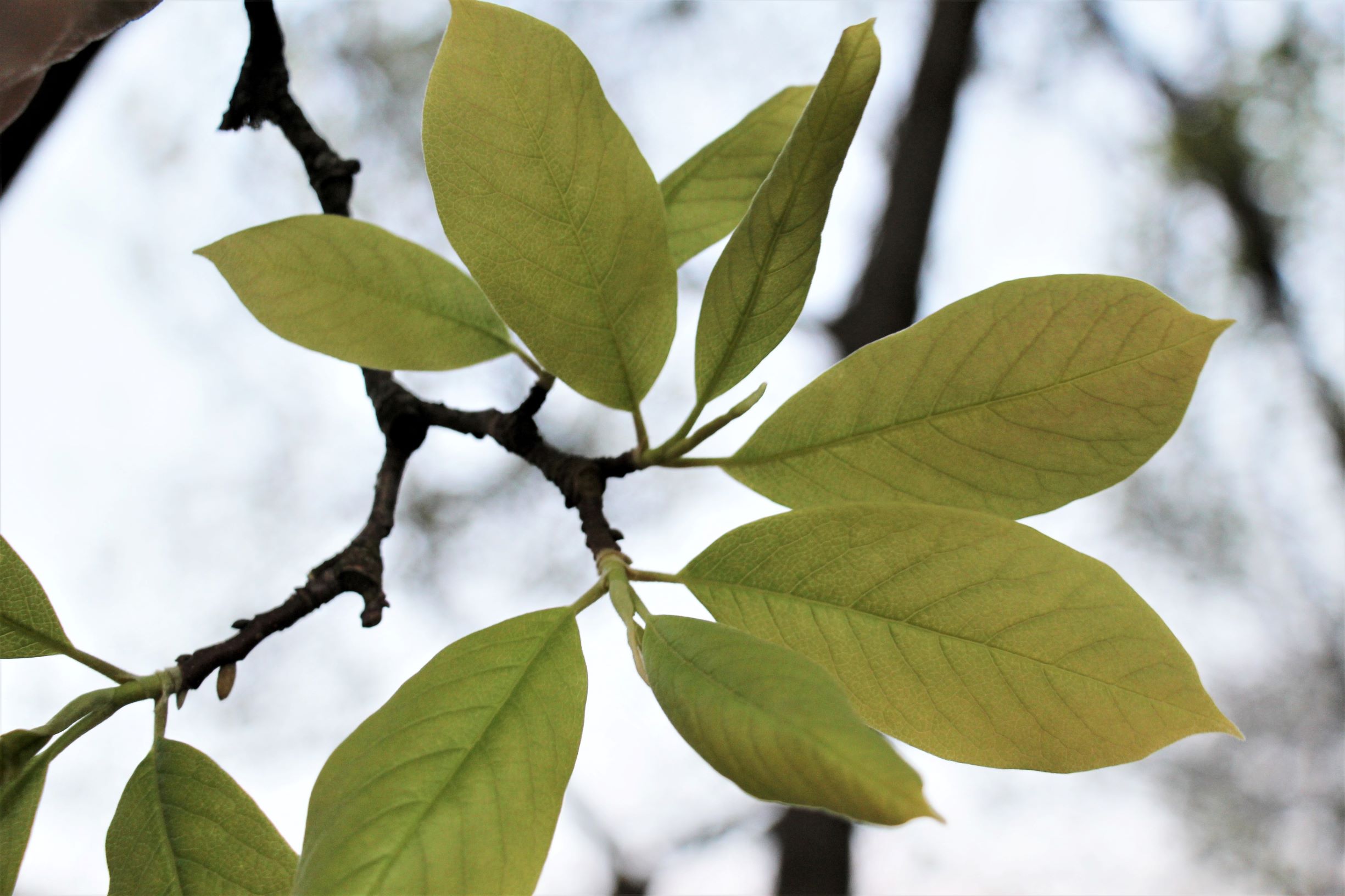 Annexe IMG_3819 (3).JPG