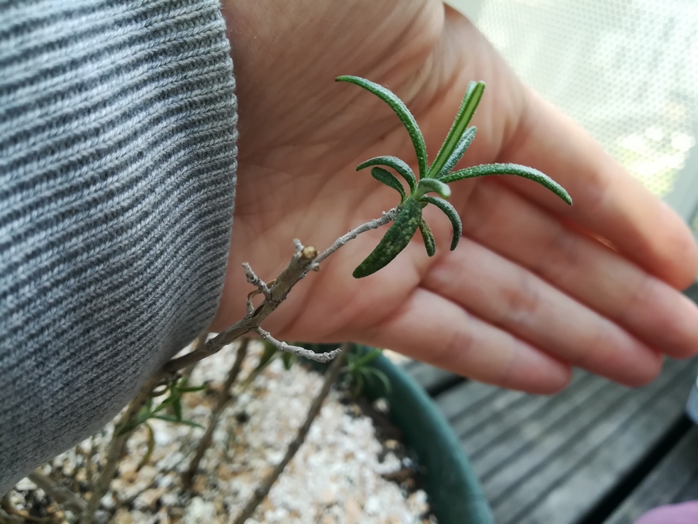 Annexe IMG_00407_140931.jpg