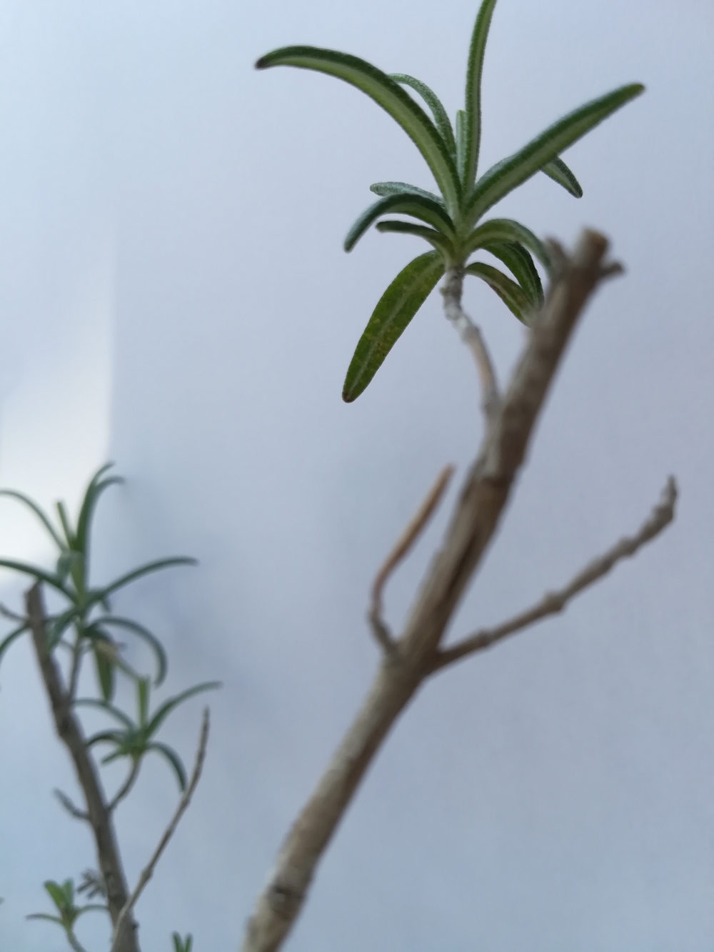 Annexe IMG_2020040141748.jpg